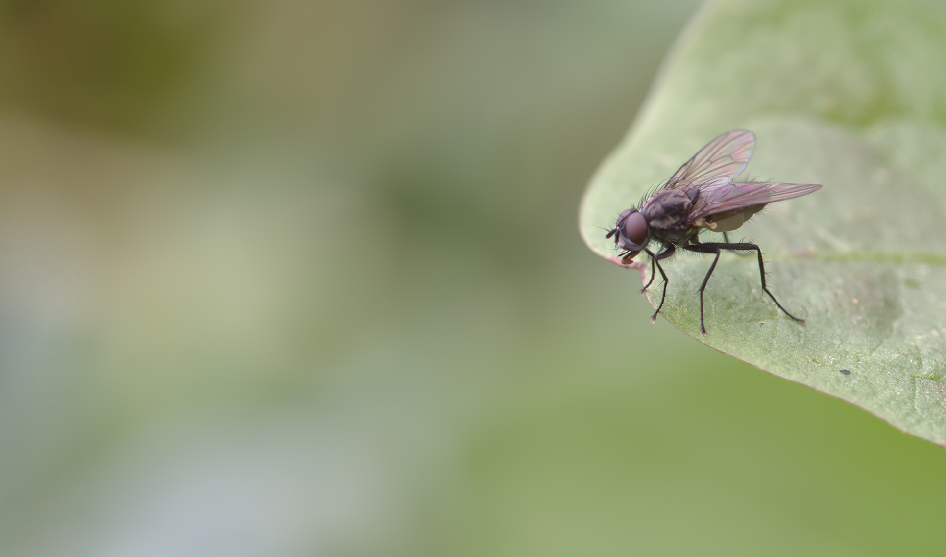 Echte Fliege (Lispocephala erythrocera)