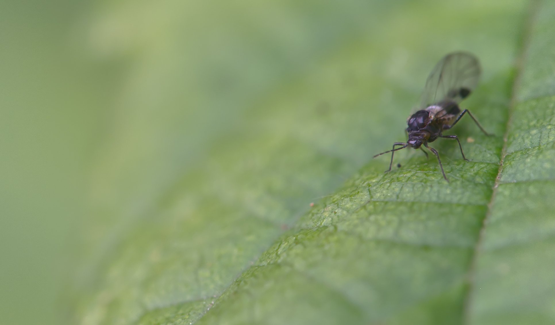 Röhrenblattlaus (Anoecia corni - frontal)