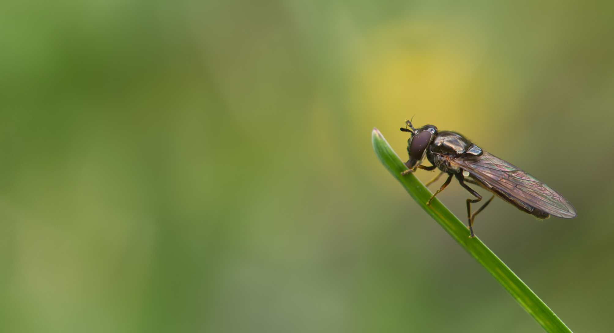 Glänzende Schwarzkopf-Schwebfliege02 (Melanostoma mellinum)