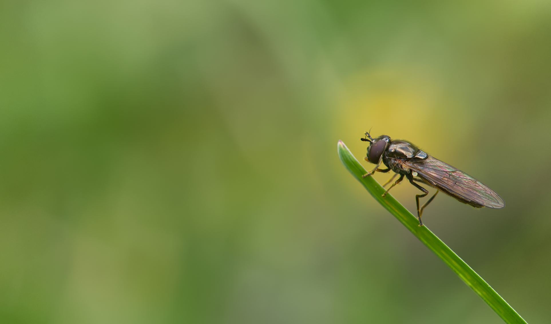 Glänzende Schwarzkopf-Schwebfliege02 (Melanostoma mellinum)