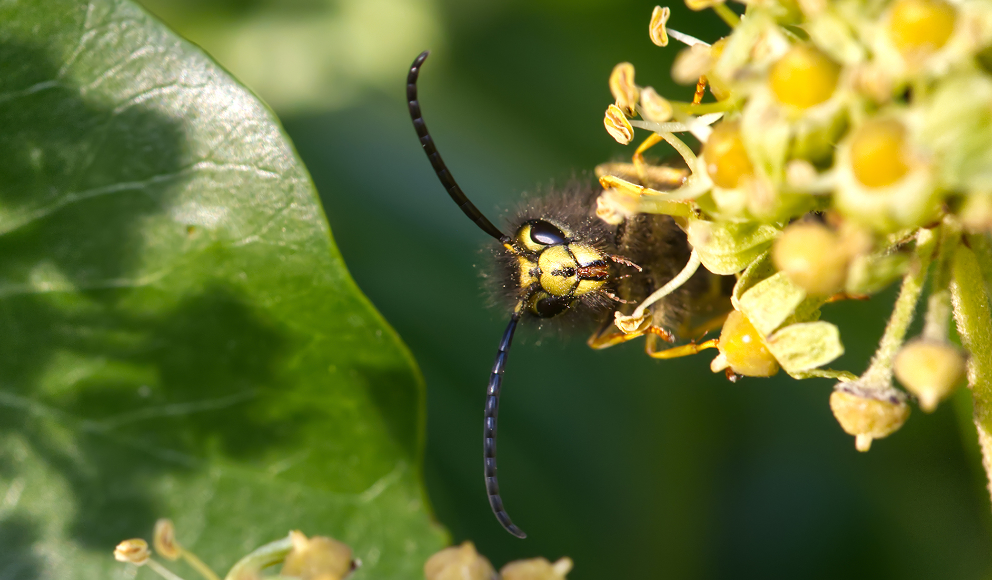 Mittlere Wespe (Dolichovespula media)