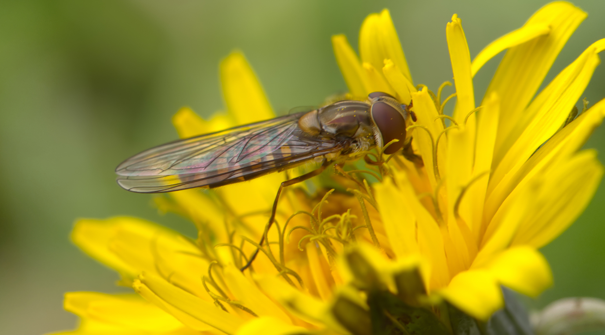 Hainschwebfliege02 (Episyrphus balteatus)