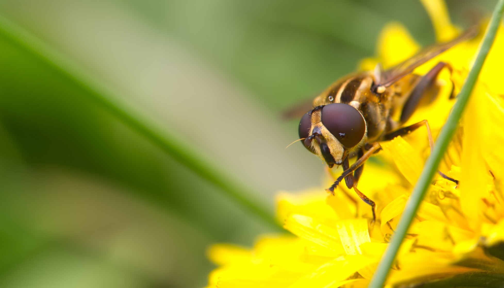 Dunkle Teichrandschwebfliege frontal (Parhelophilus versicolor)