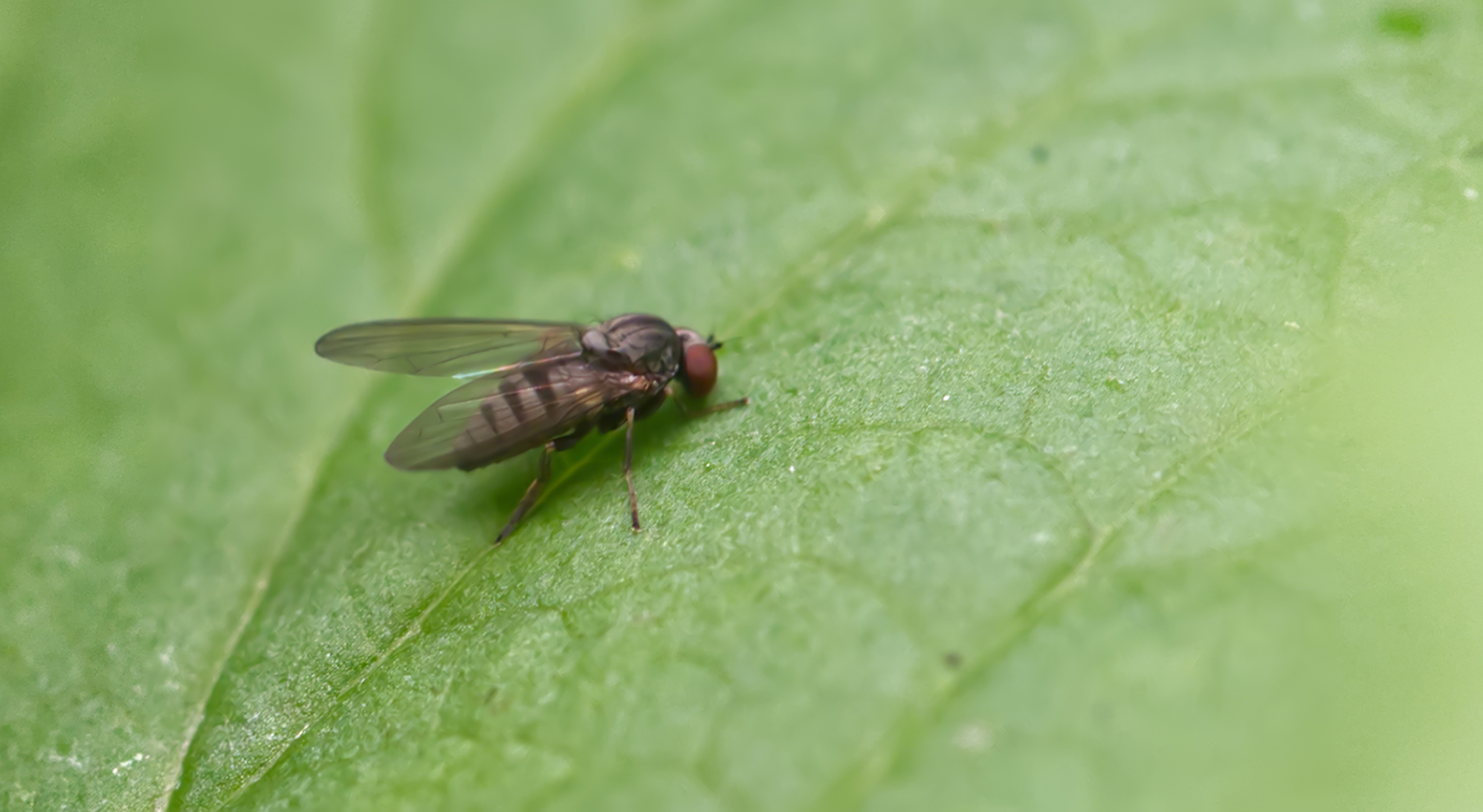 Tummelfliege (Lindneromyia dorsalis)