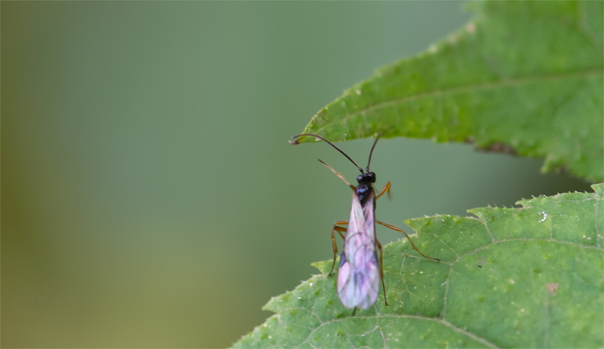 Brackwespe (Aphidius colemani)
