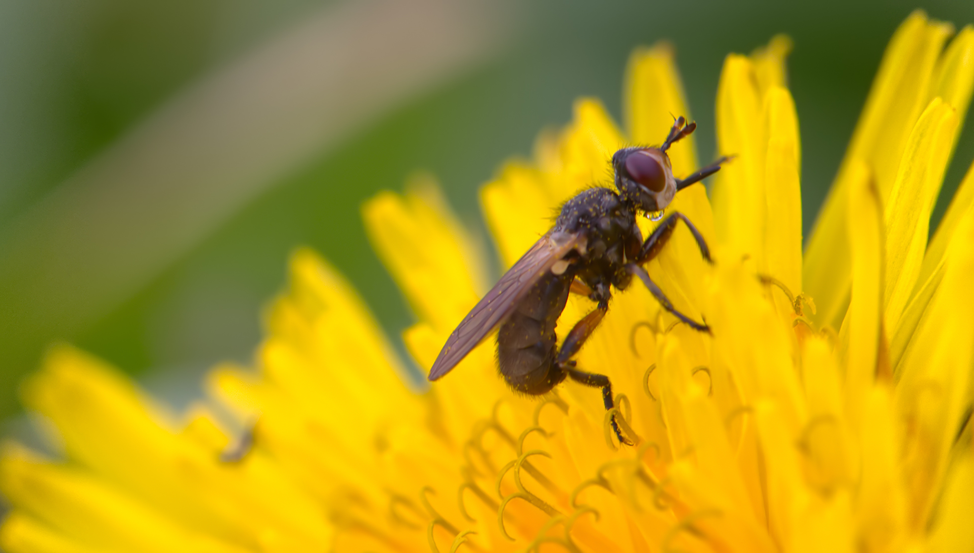 Blasenkopffliege (Thecophora fulvipes)