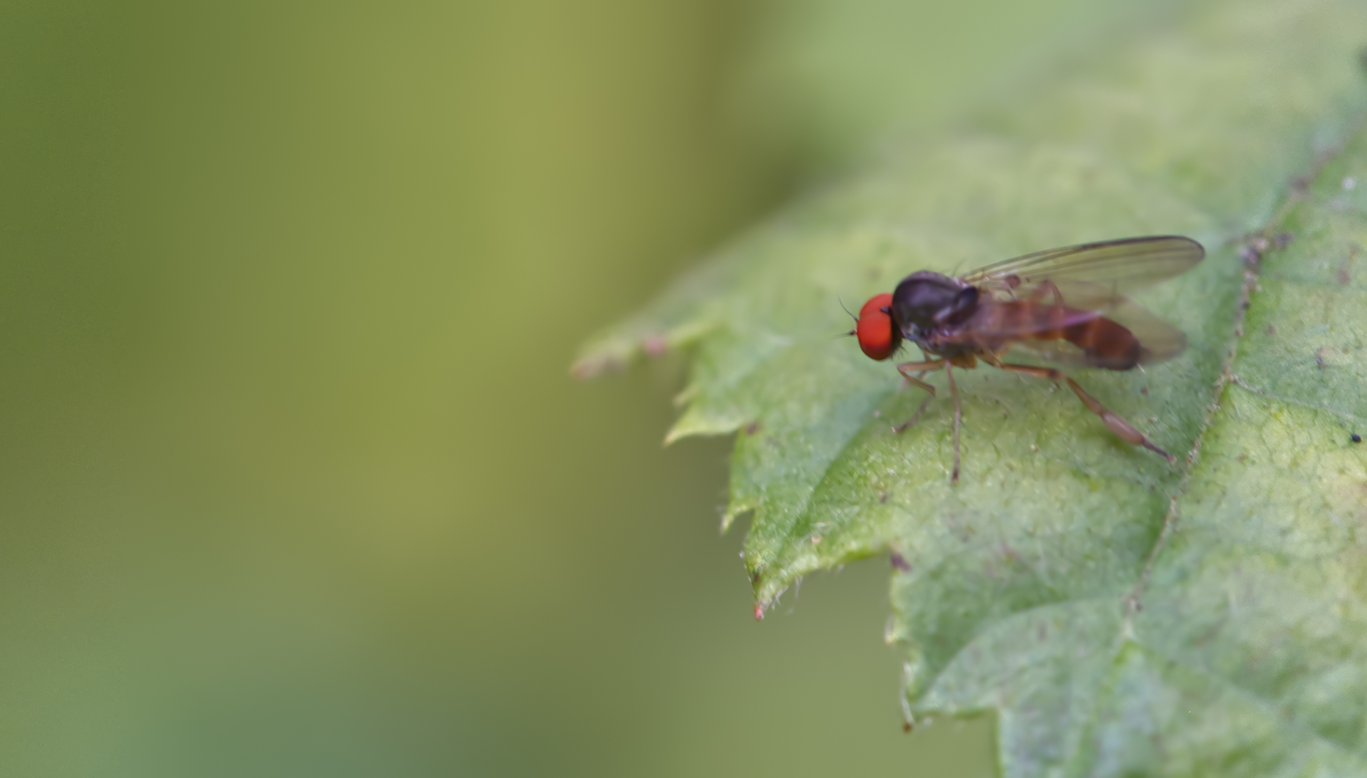Tummelfliege (Callomyia amoena)