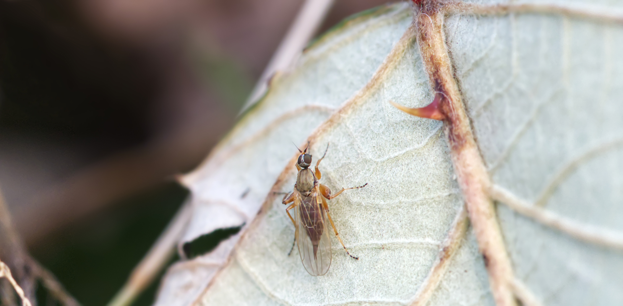 Buckeltanzfliege (Platypalpus candicans)