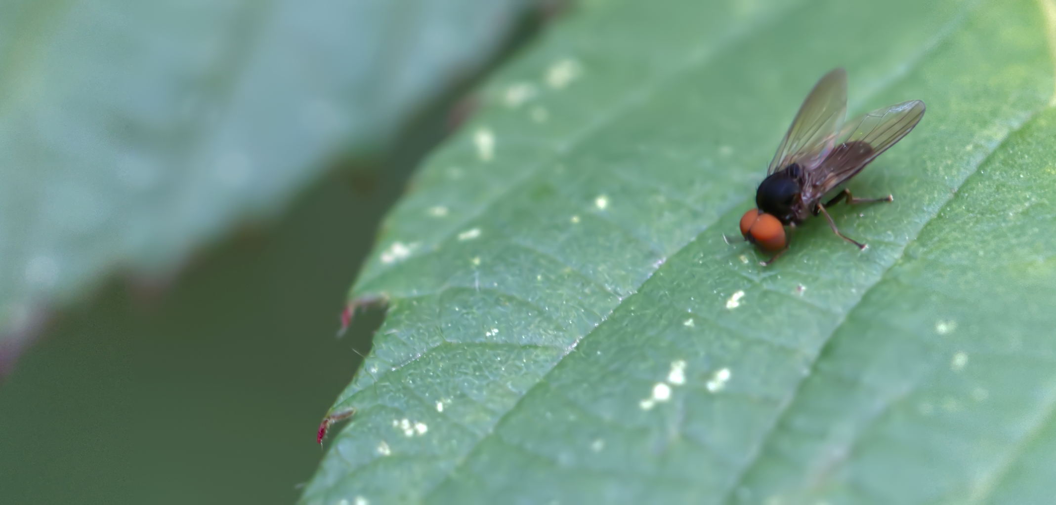 Tummelfliege (Platypeza consobrina)