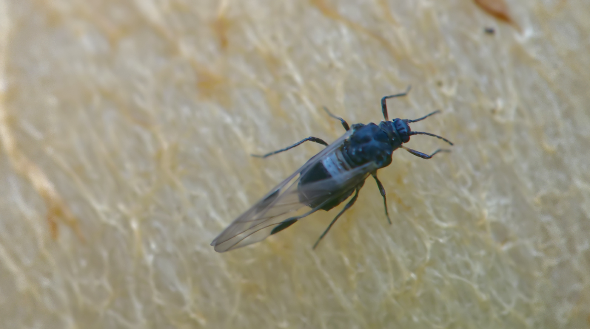 Röhrenblattlaus (Anoecia corni)