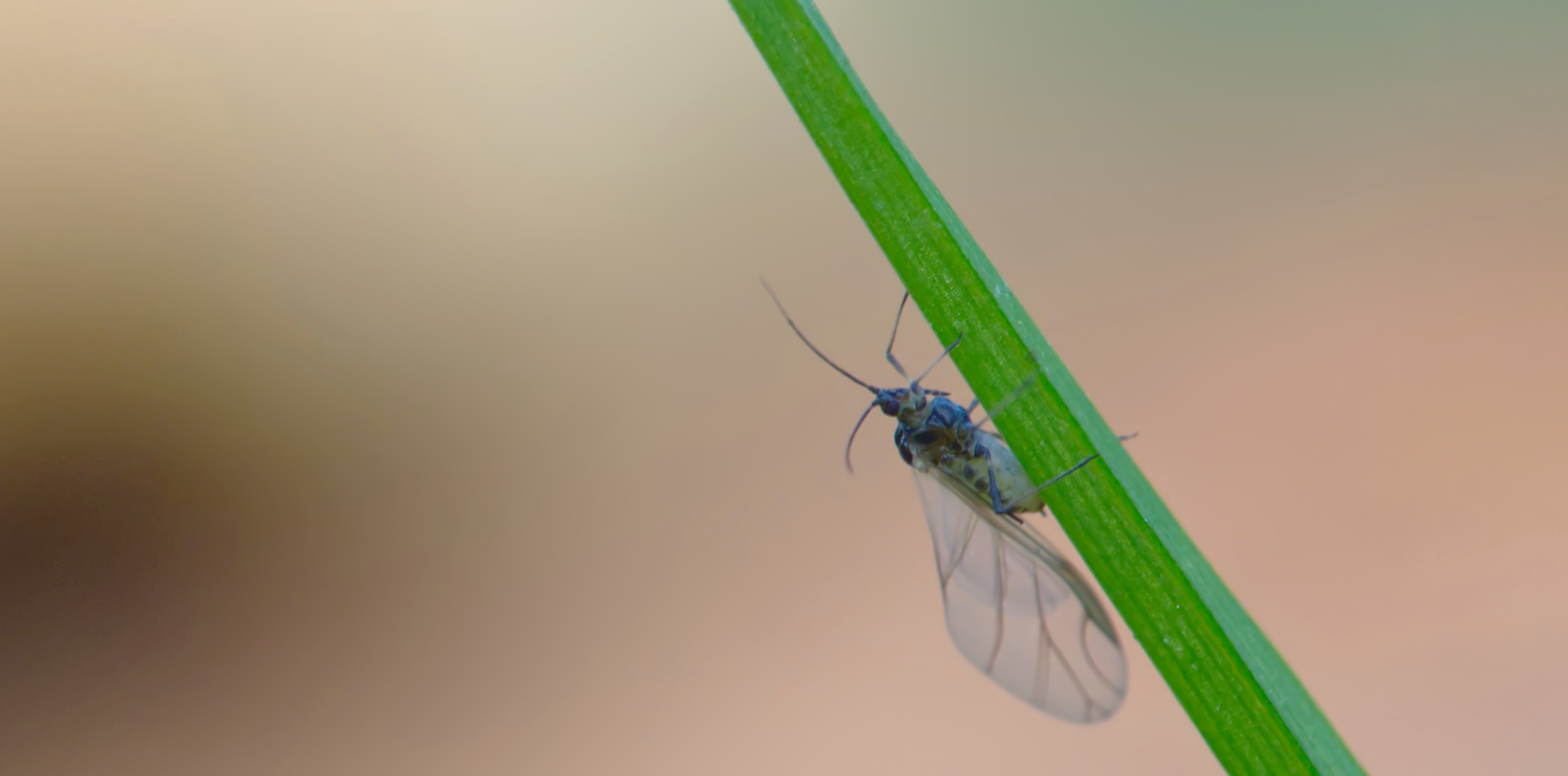 Ahornborstenlaus (Periphyllus testudinacerus)