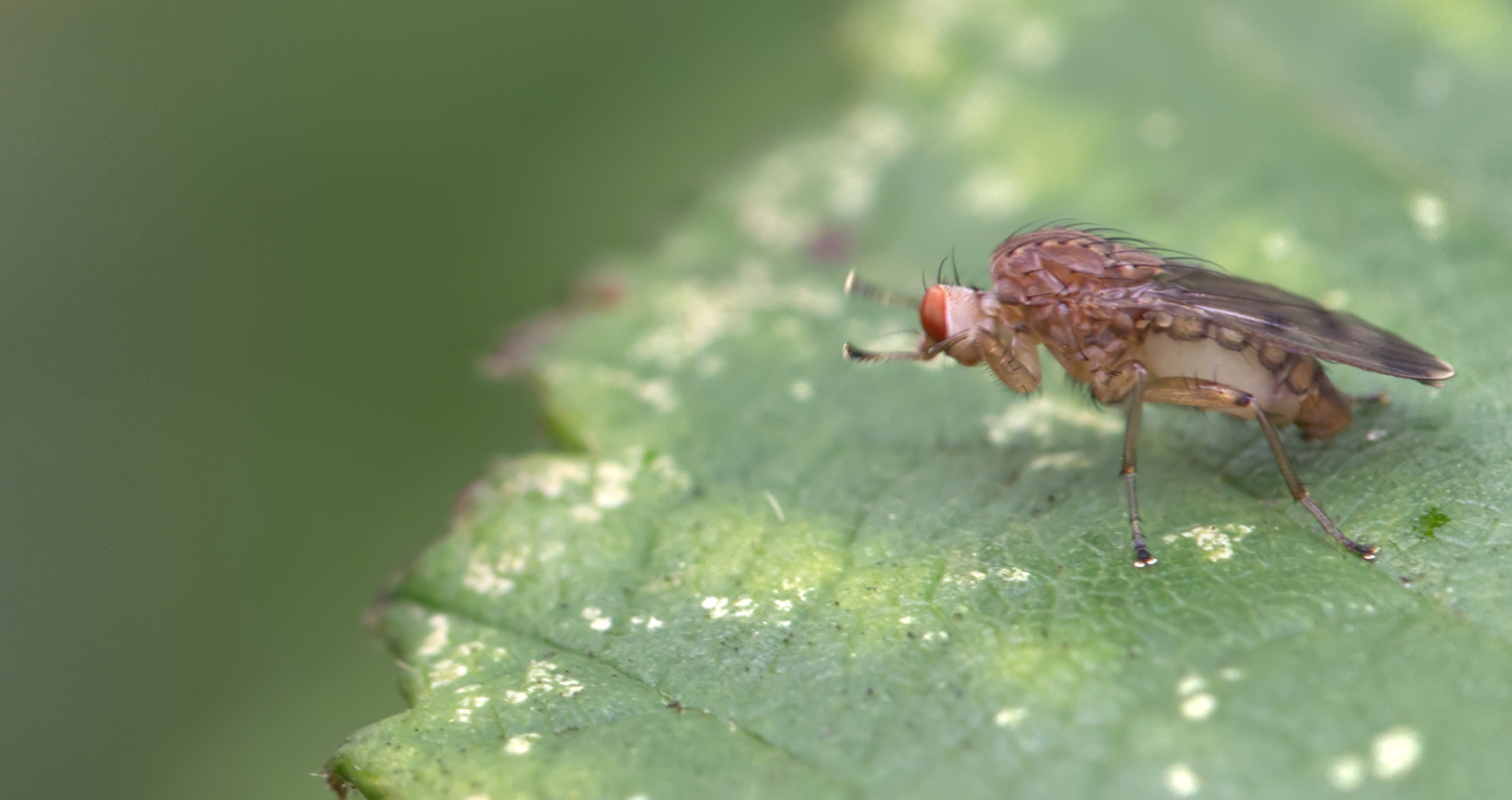 Scheufliege (Suillia variegata)