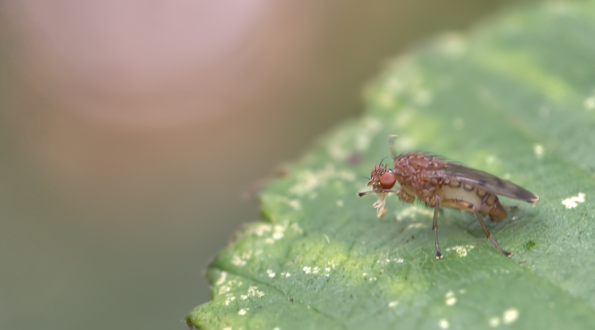 Scheufliege (Suillia variegata)