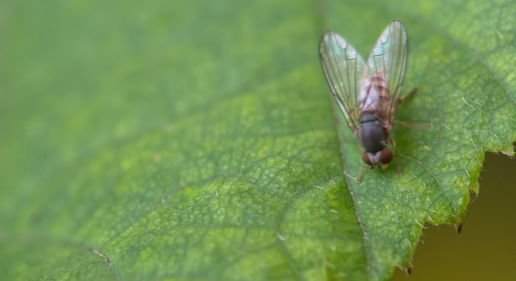 Tummelfliege (Protoclythia rufa)