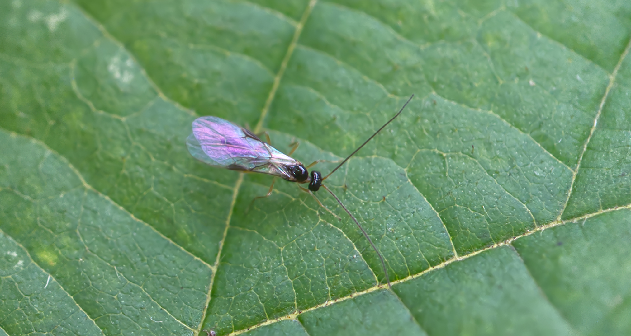 Kohlweißlings-Brackwespe (Cotesia glomerata)
