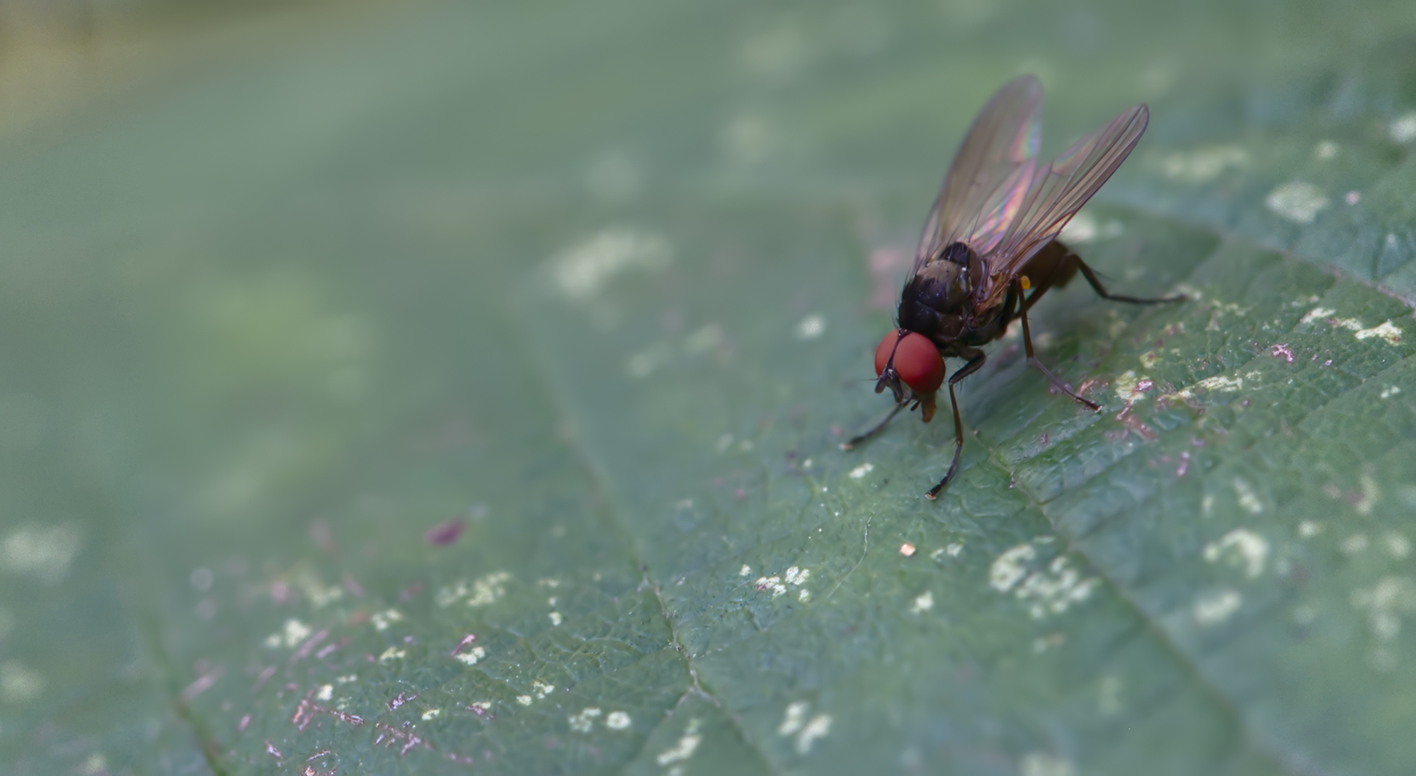 Tummelfliege (Agathomyia viduella)