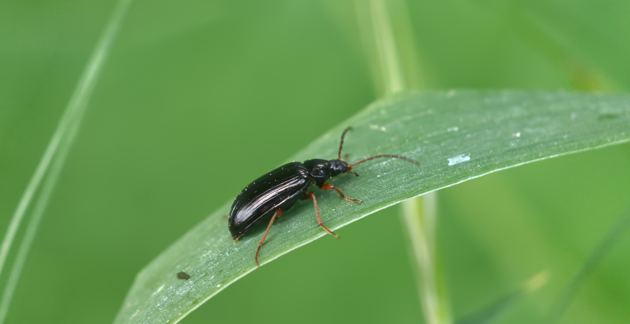 Schwarzhals-Moorblattkäfer (Luperus longicornis)