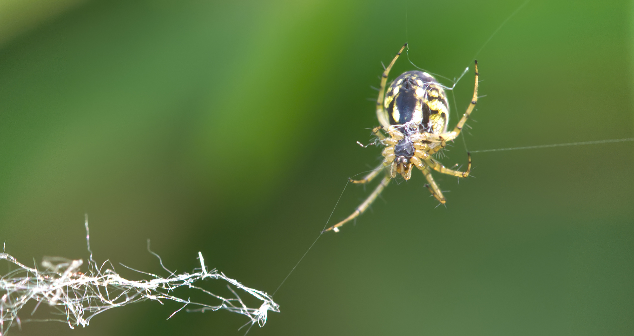 Streifenkreuzspinne02 (Mangora acalypha)