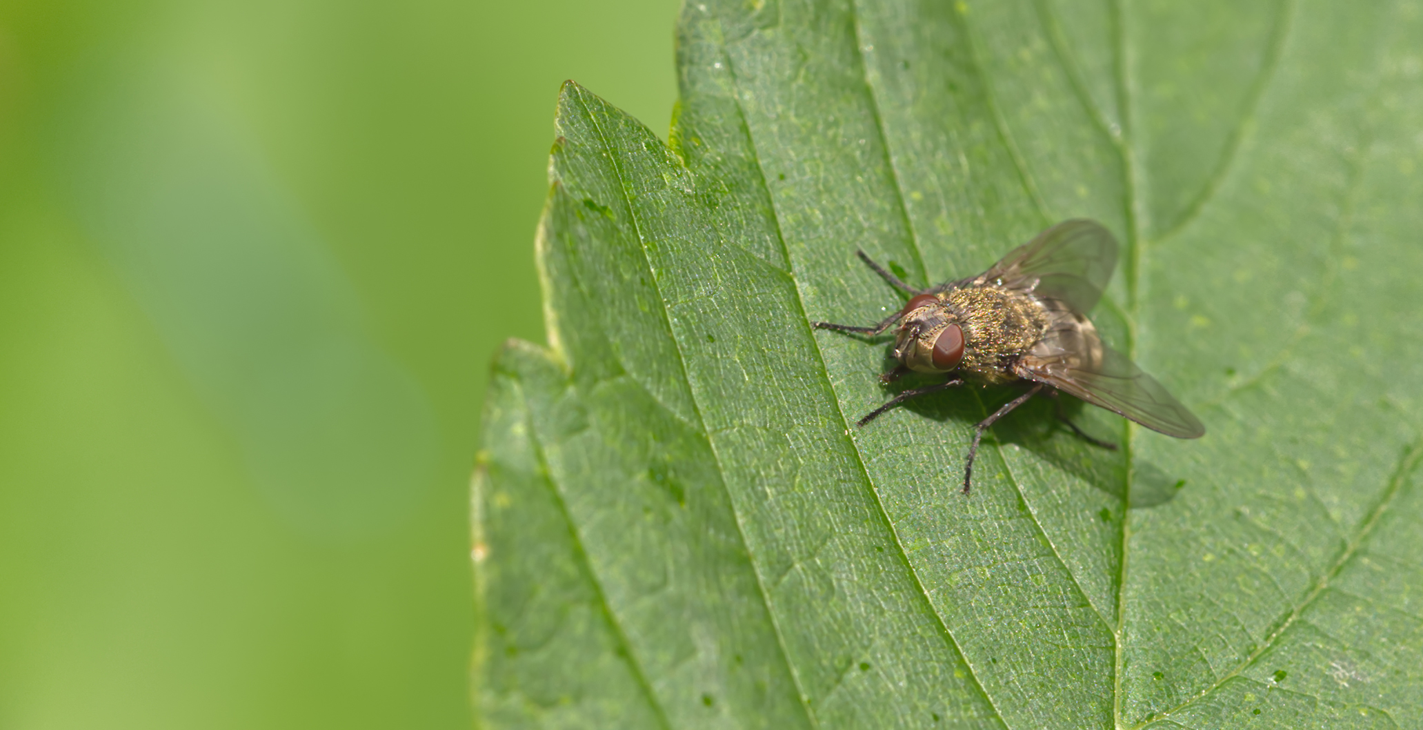 Wurmfliege (Pollenia pediculata)