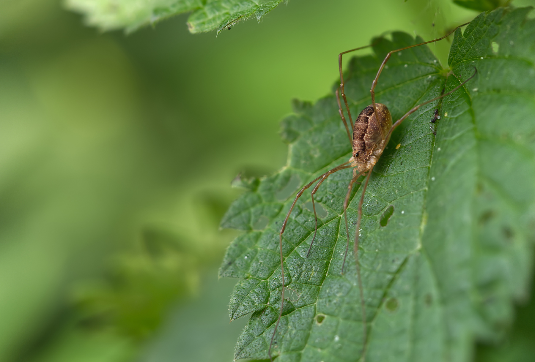 Schwarzaugenkanker (Rilaena triangularis)
