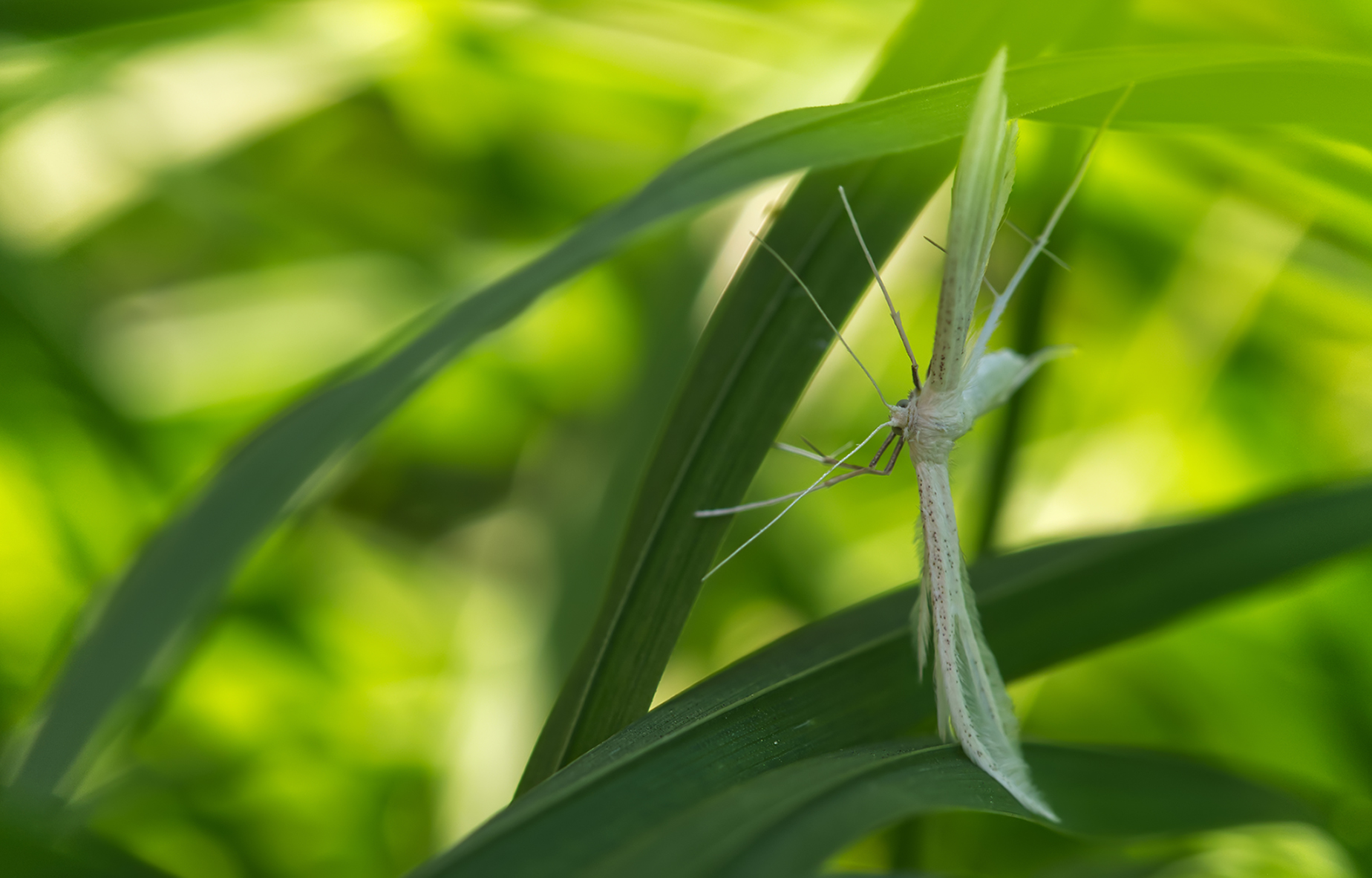 Weiße Winden-Federmotte (Pterophorus pentadactyla)