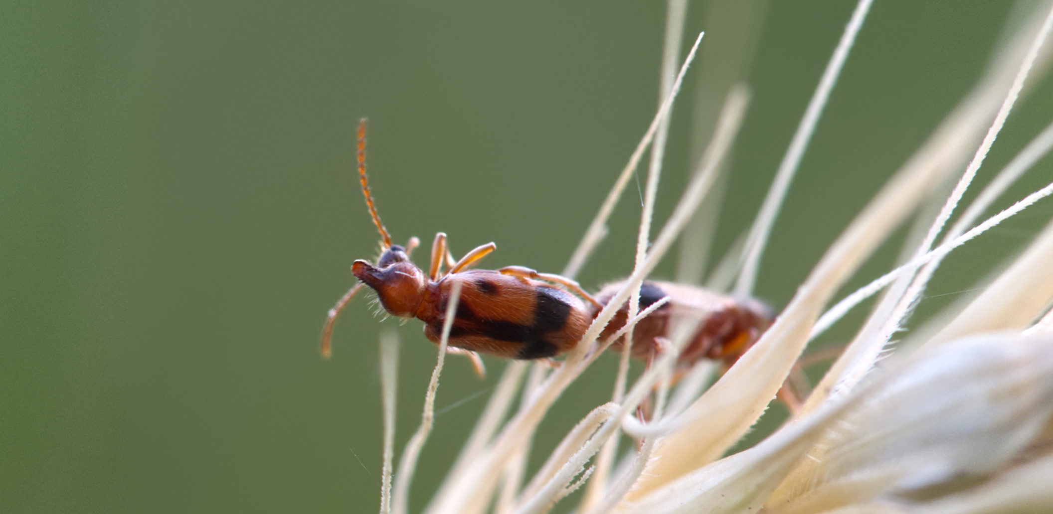 Gemeiner Einhornkäfer (Notoxus monoceros)