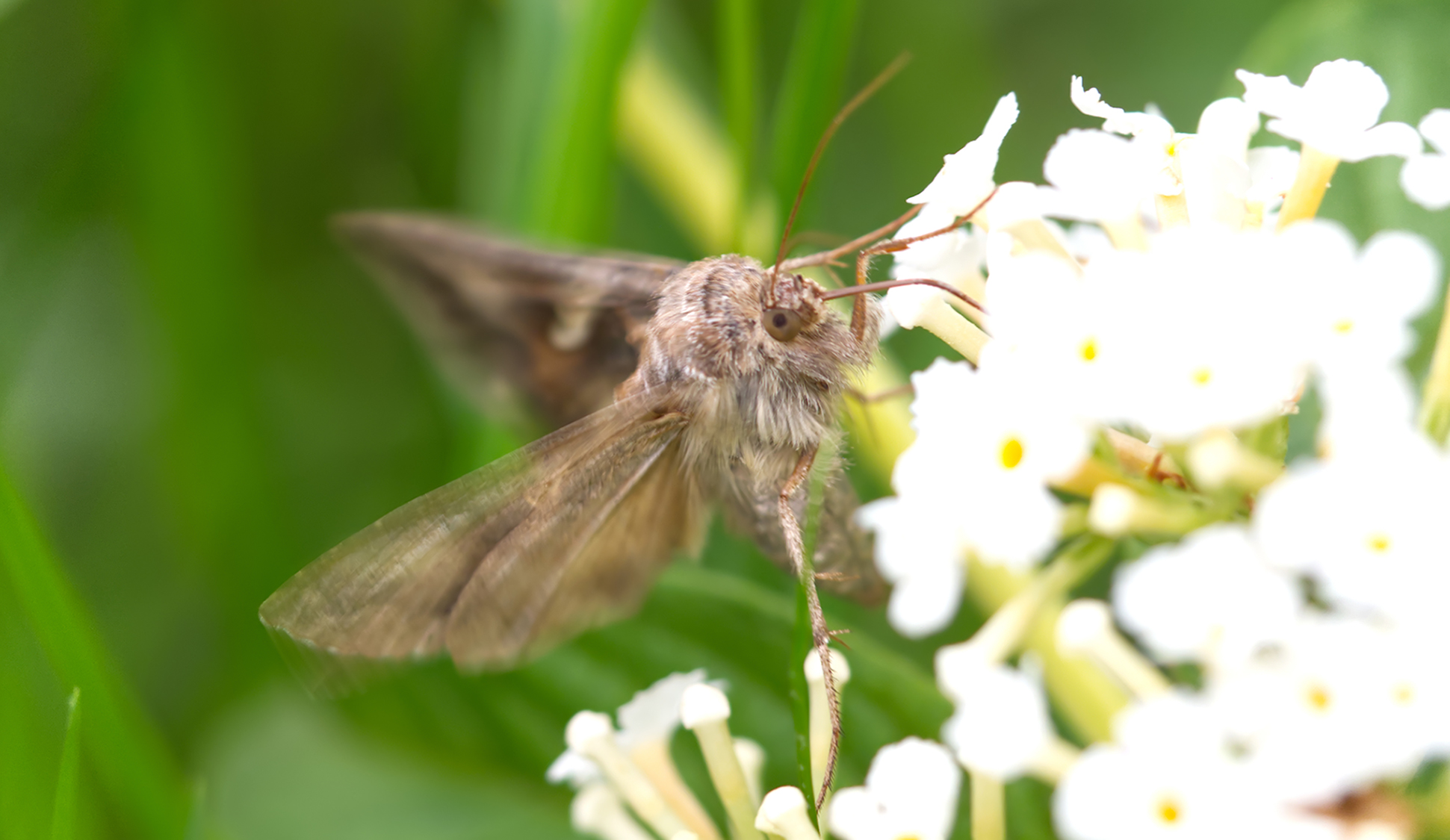 Gammaeule02 (Autographa gamma)