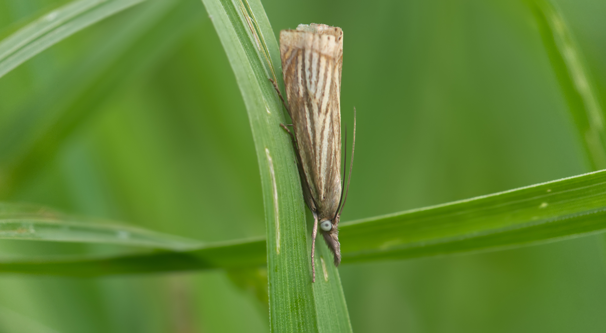 Rispengraszünsler (Chrysteuchia culmella)