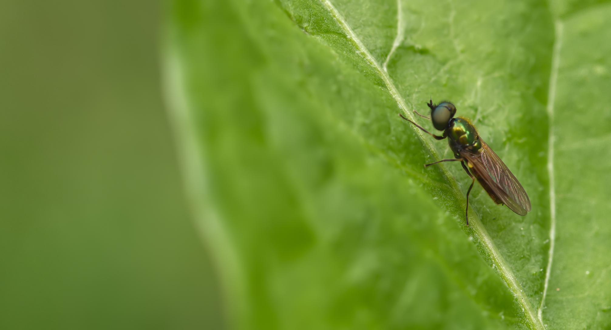 Waffenfliege (Beris nigra)