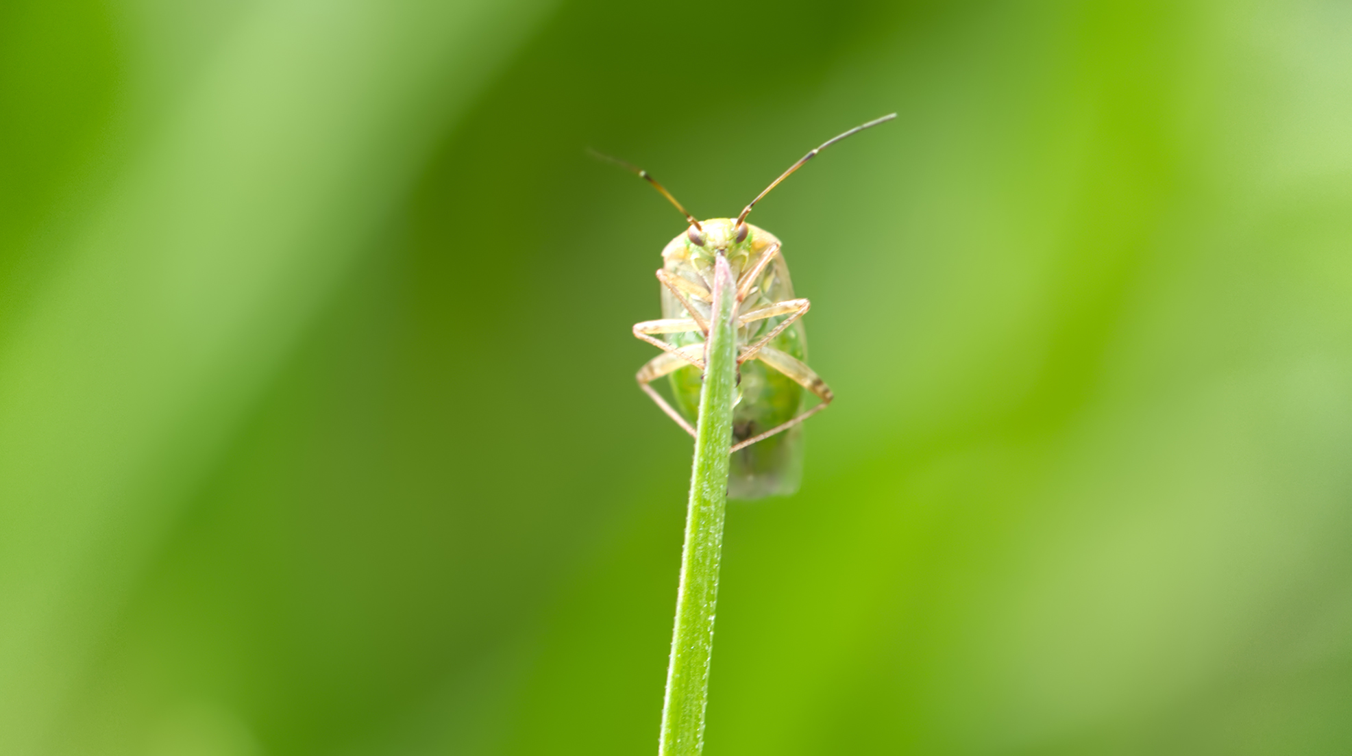 Weichwanze (Lygocoris pabulinus)