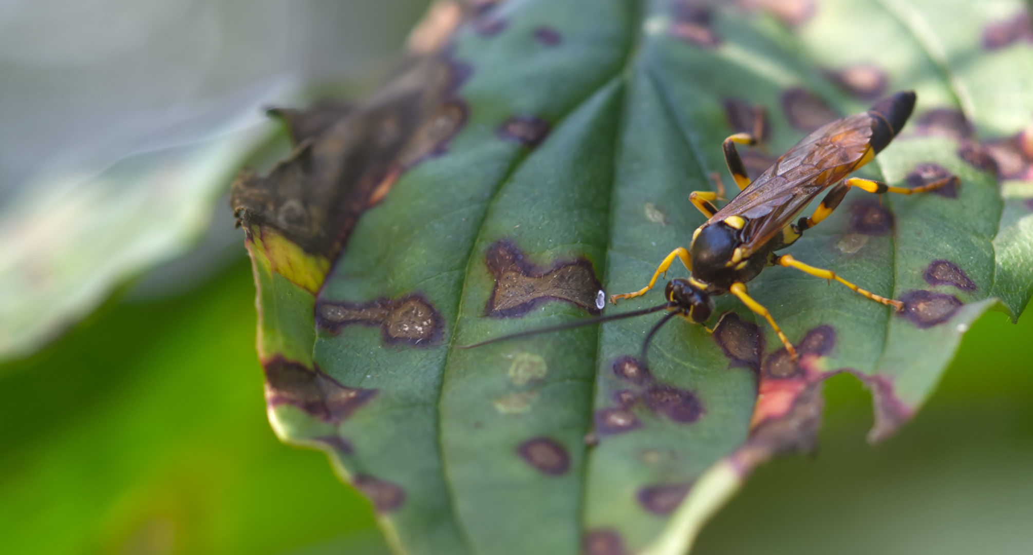 Blattwespe (Tenthredo maculata)