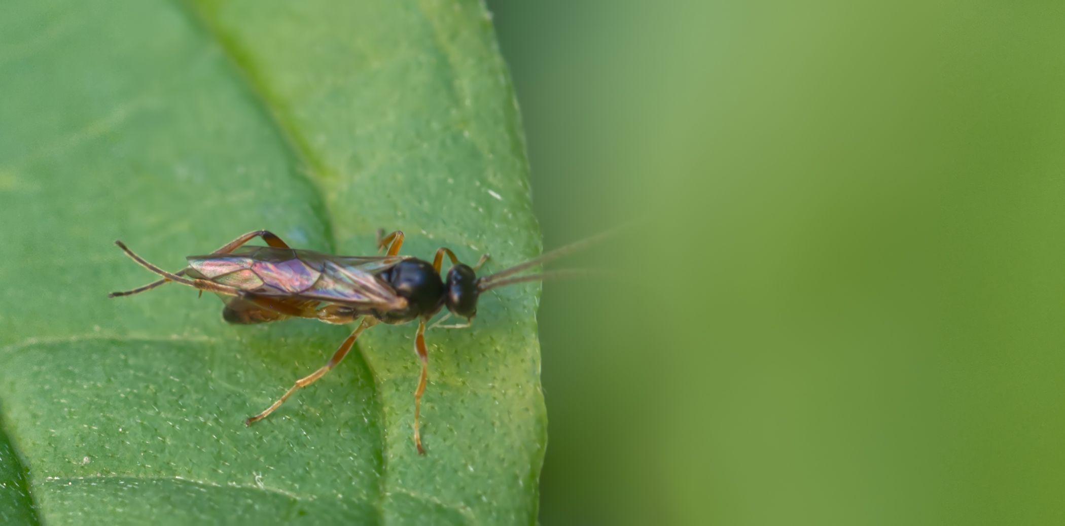 Brackwespe (Aphidius colemani02)