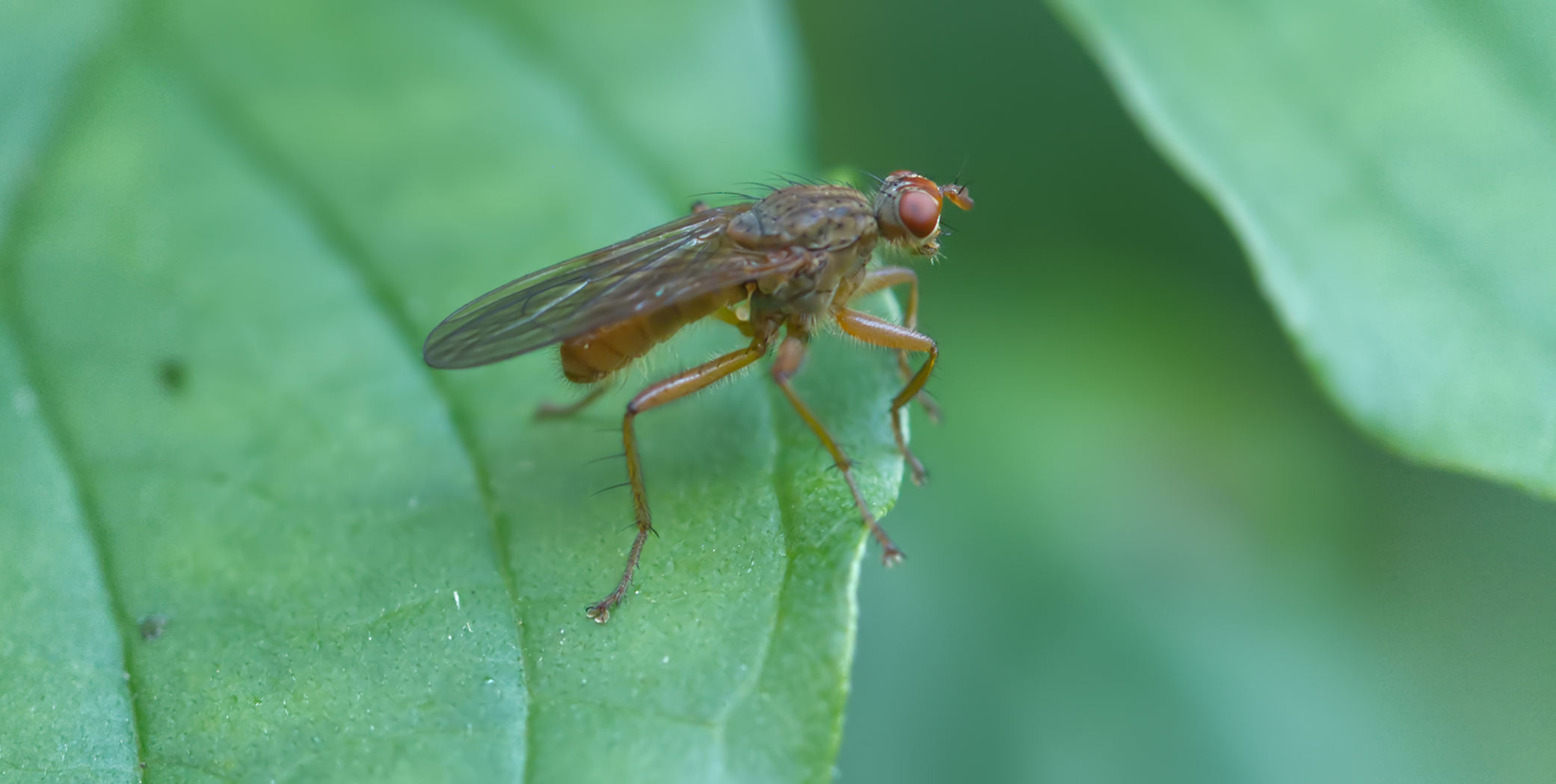 Dungfliege (Norellisoma spinimanum)