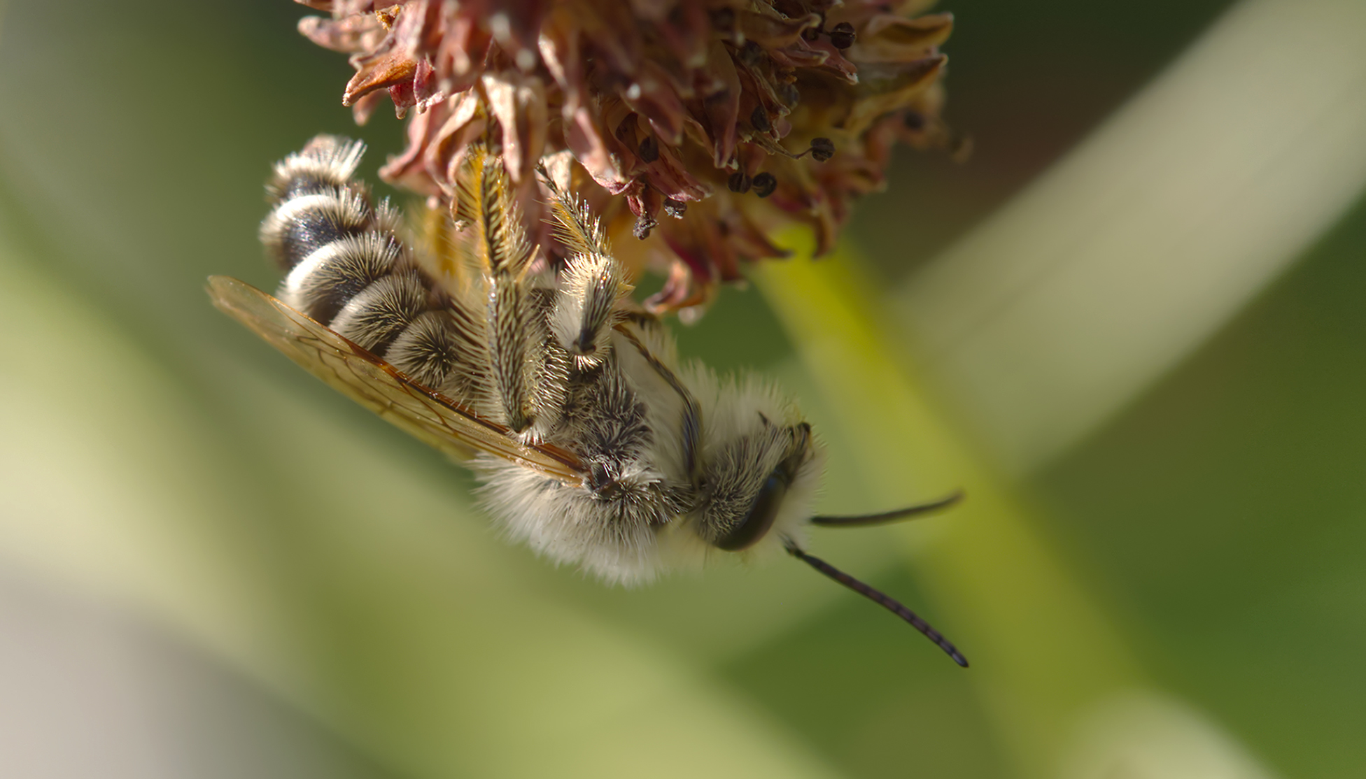 Zaunwicken-Sandbiene02 (Andrena lathyri)