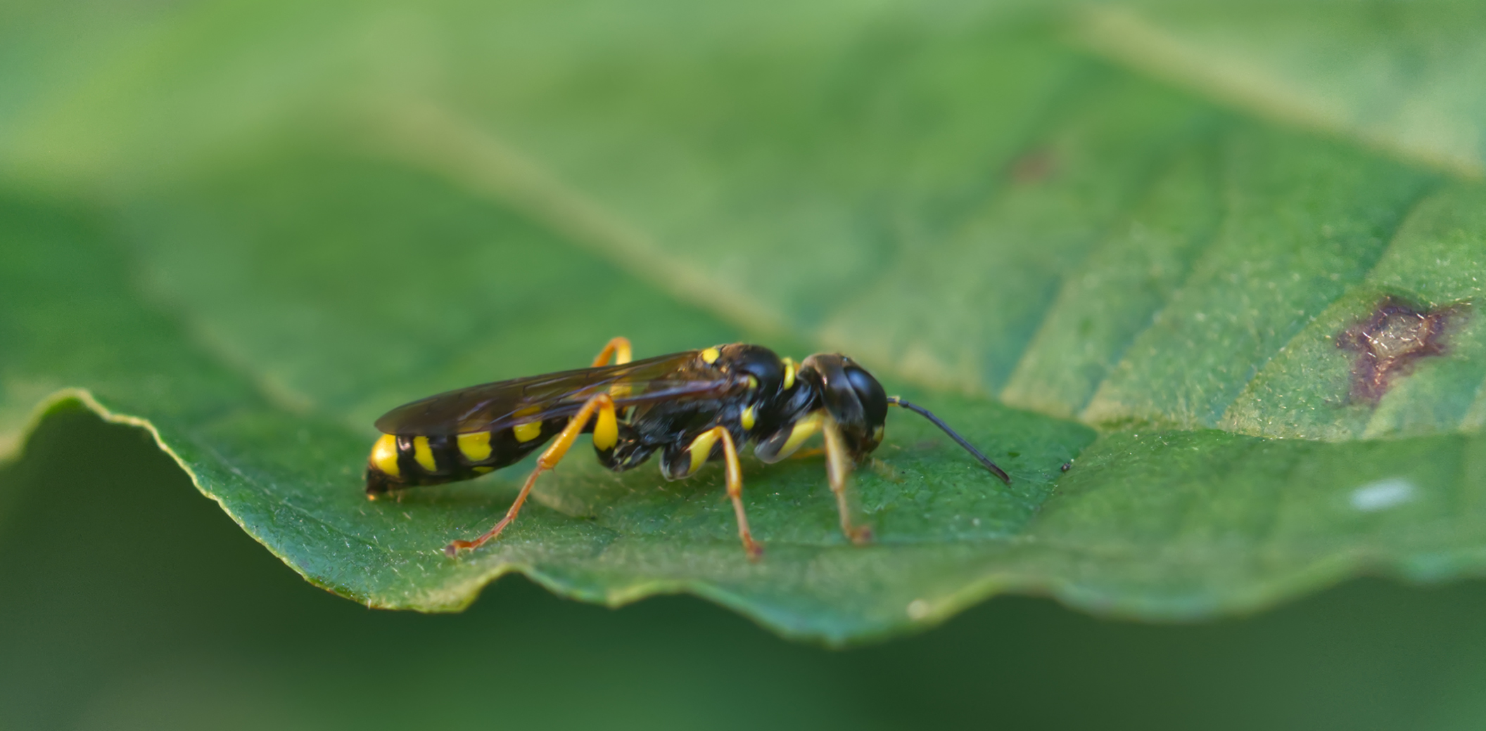 Grabwespe (Mellinus arvensis)