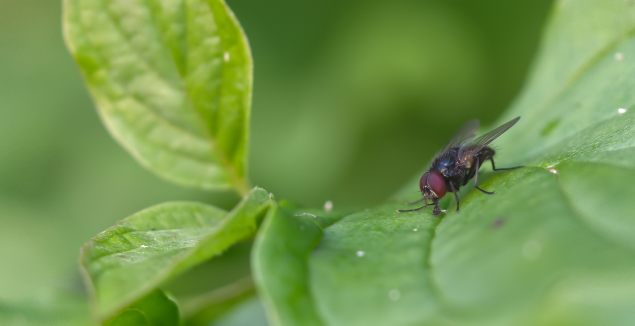 Lanzenfliege (Earomyia lonchaeoides)