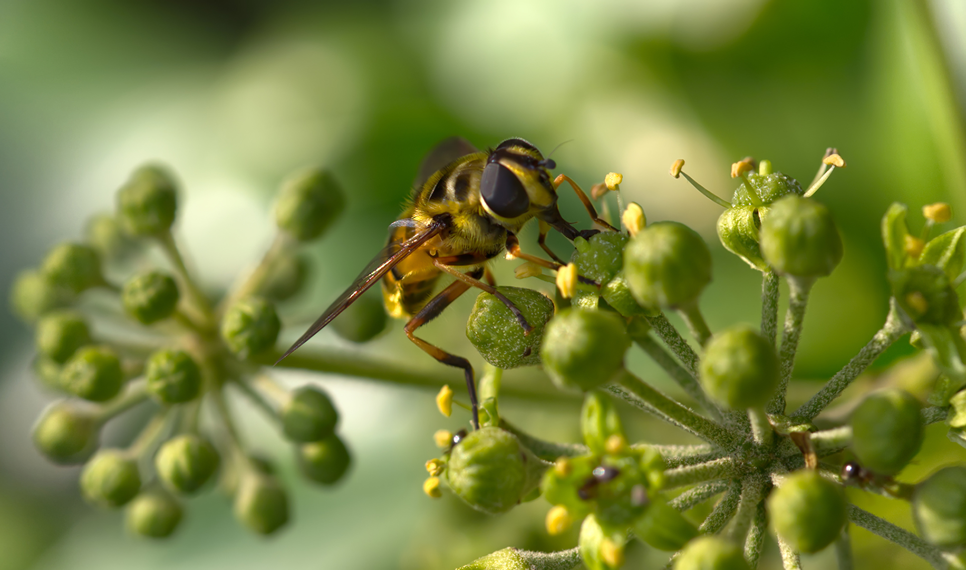 Totenkopfschwebfliege (Myathropa florea)