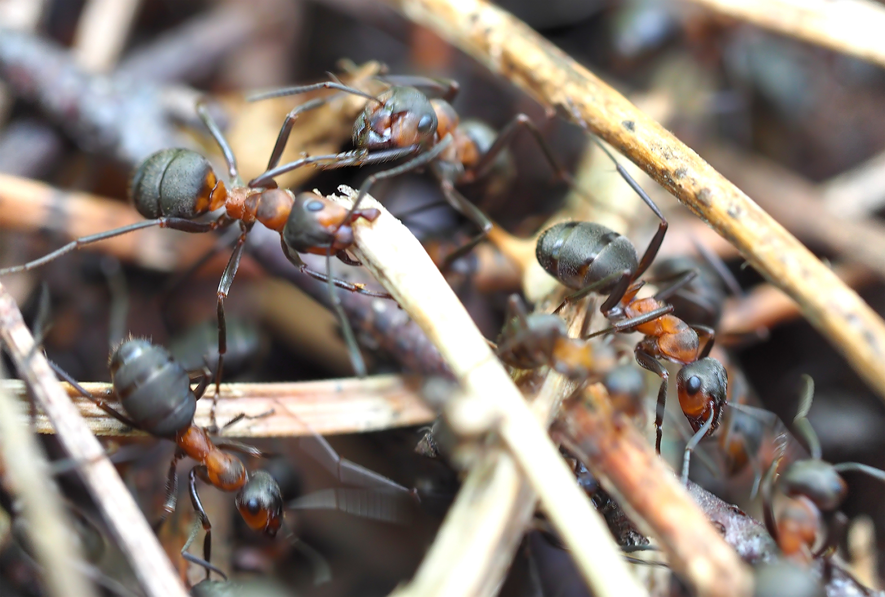 Rote Waldameisen bei der Arbeit01 (Formica rufa)