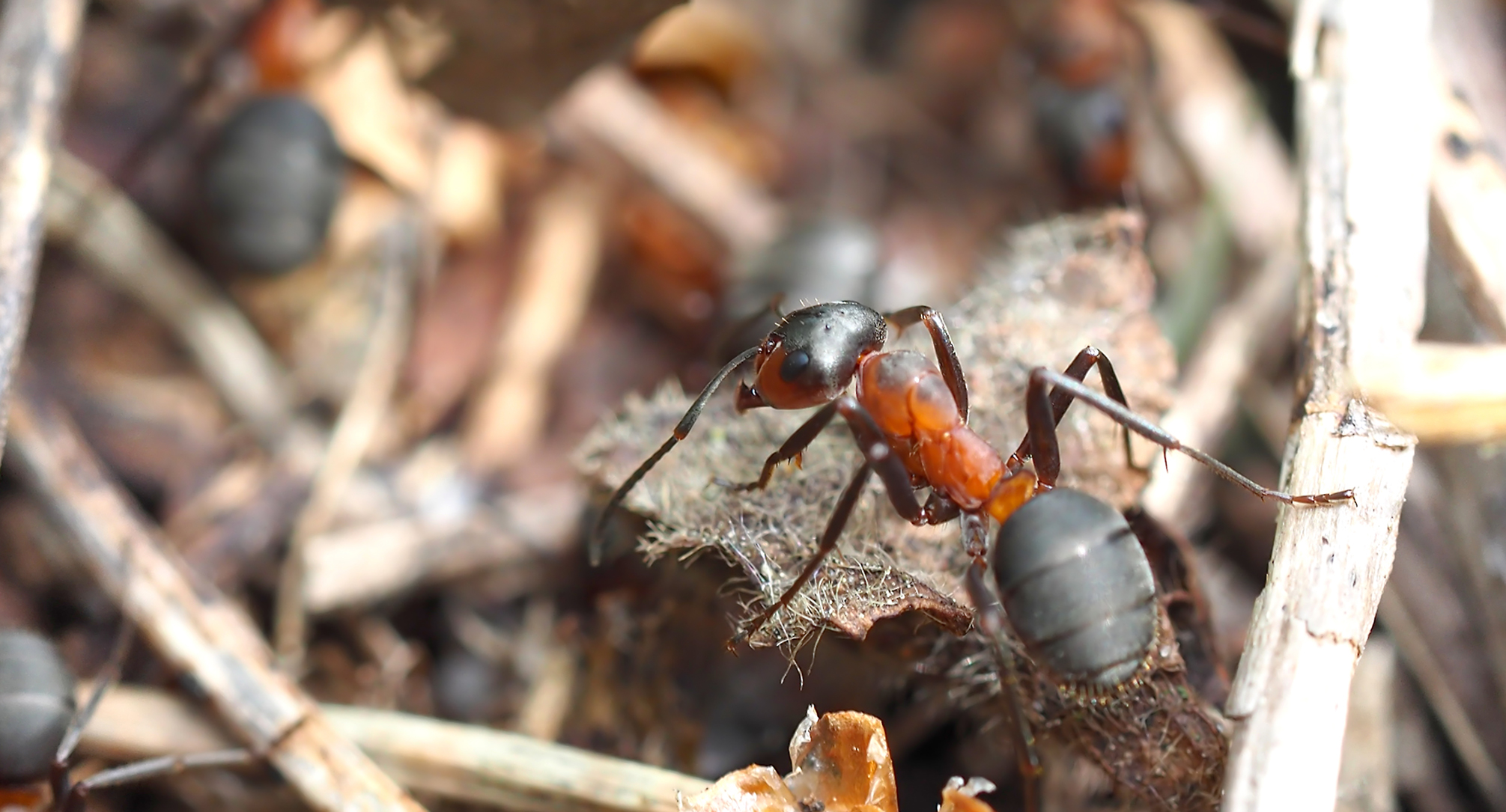 Rote Waldameisen bei der Arbeit02 (Formica rufa)