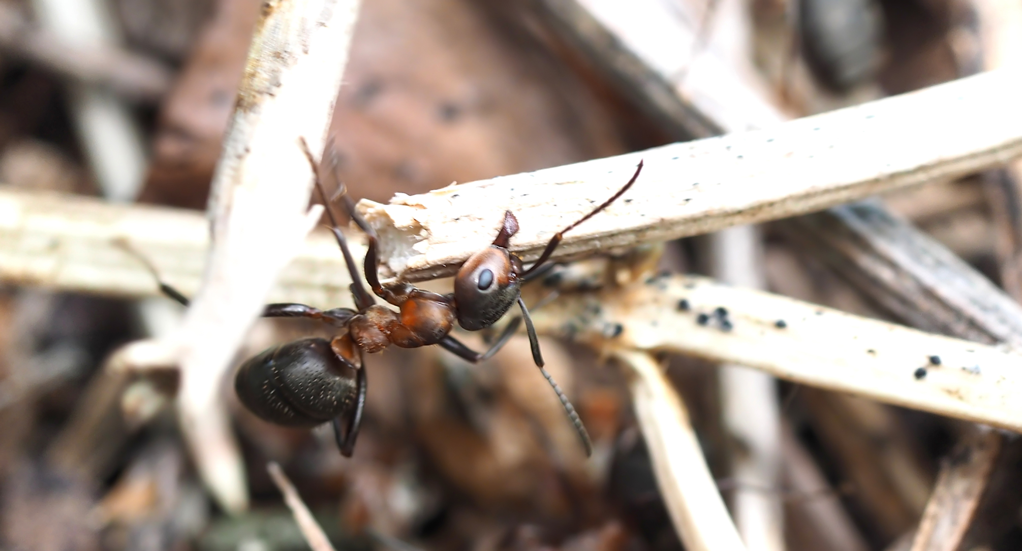 Rote Waldameisen bei der Arbeit03 (Formica rufa)