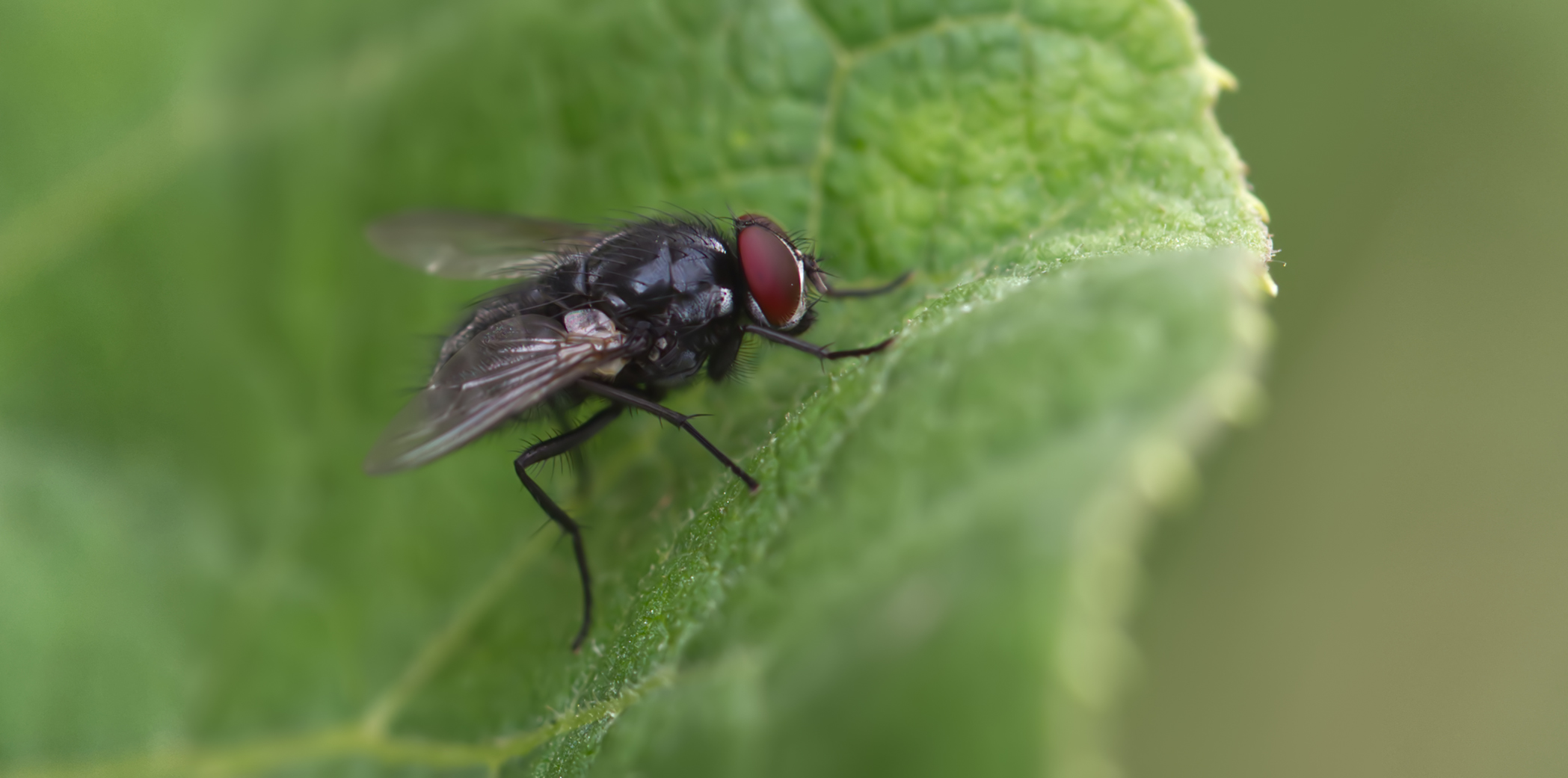 Raupenfliege (Thelaira nigripes)