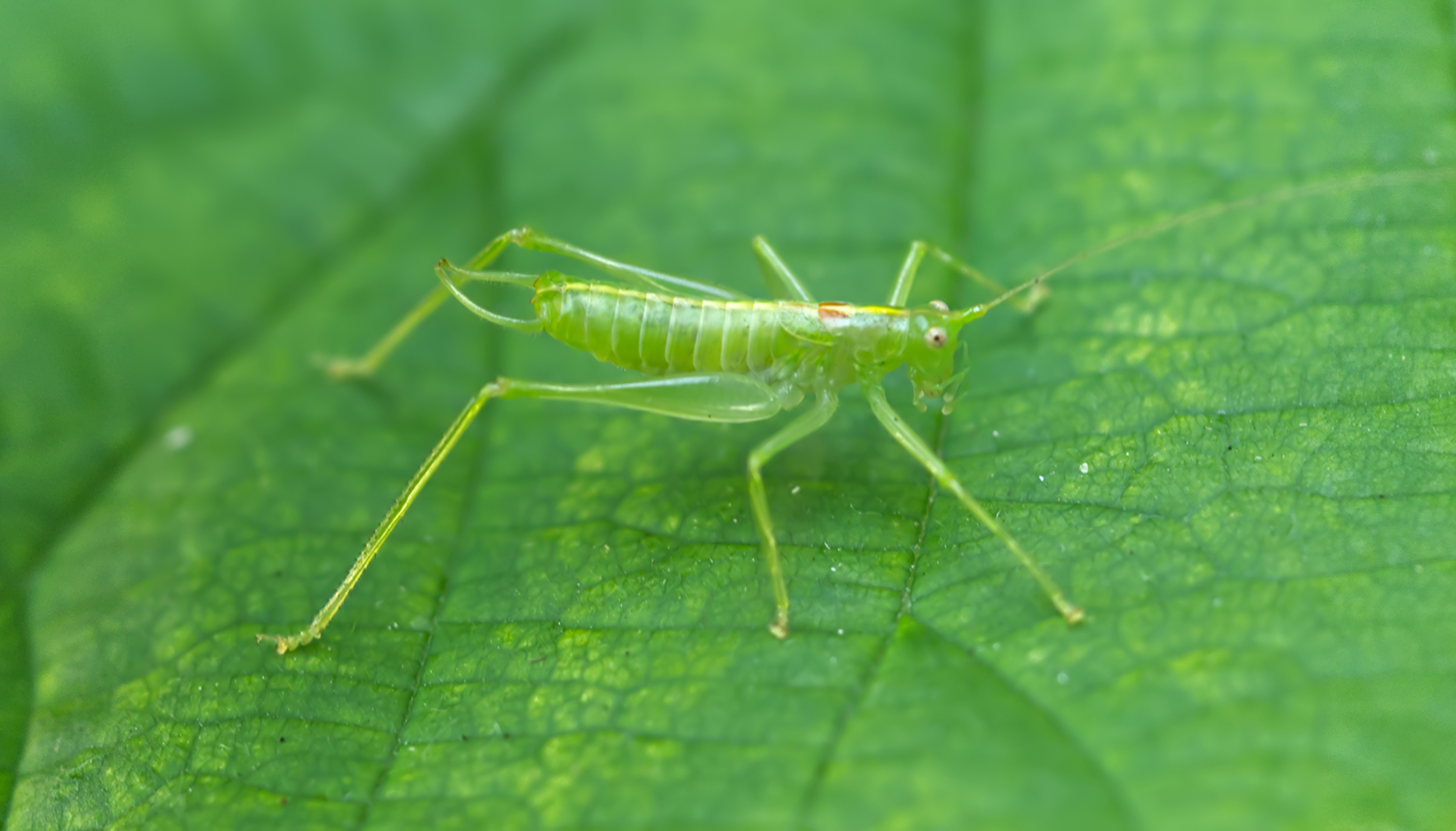 Gemeine Strauchschrecke Nymphe (Pholidoptera griseoaptera)