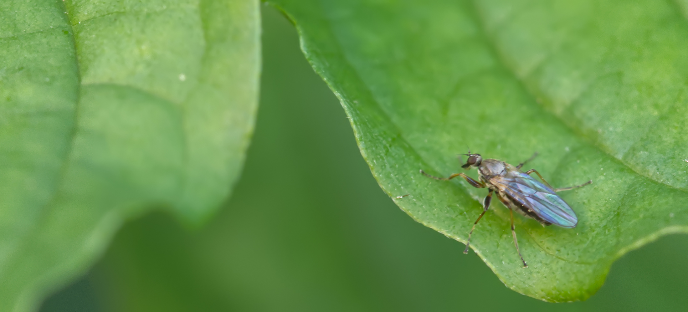 Buckeltanzfliege (Platypalpus notatus)