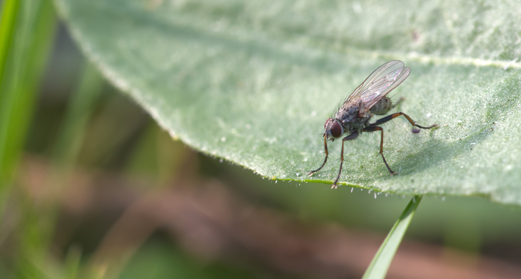 Echte Fliege (Coenosia testacea)