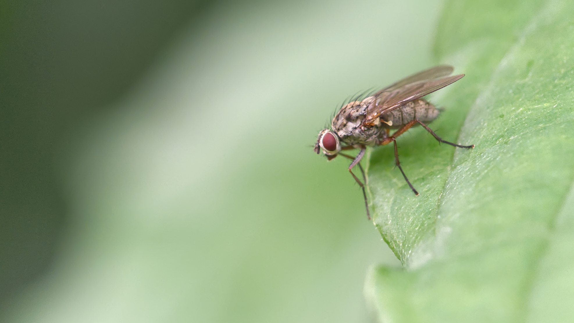 Blumenfliege (Hylemya vagans)