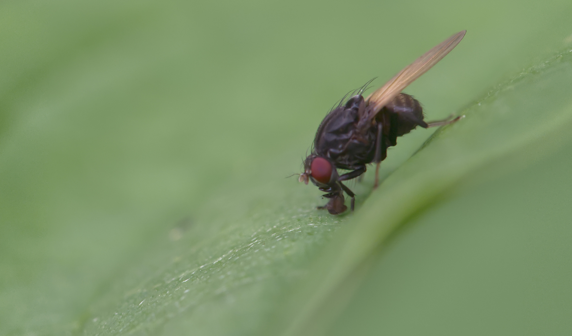 Polierfliege (Minettia longipennis)