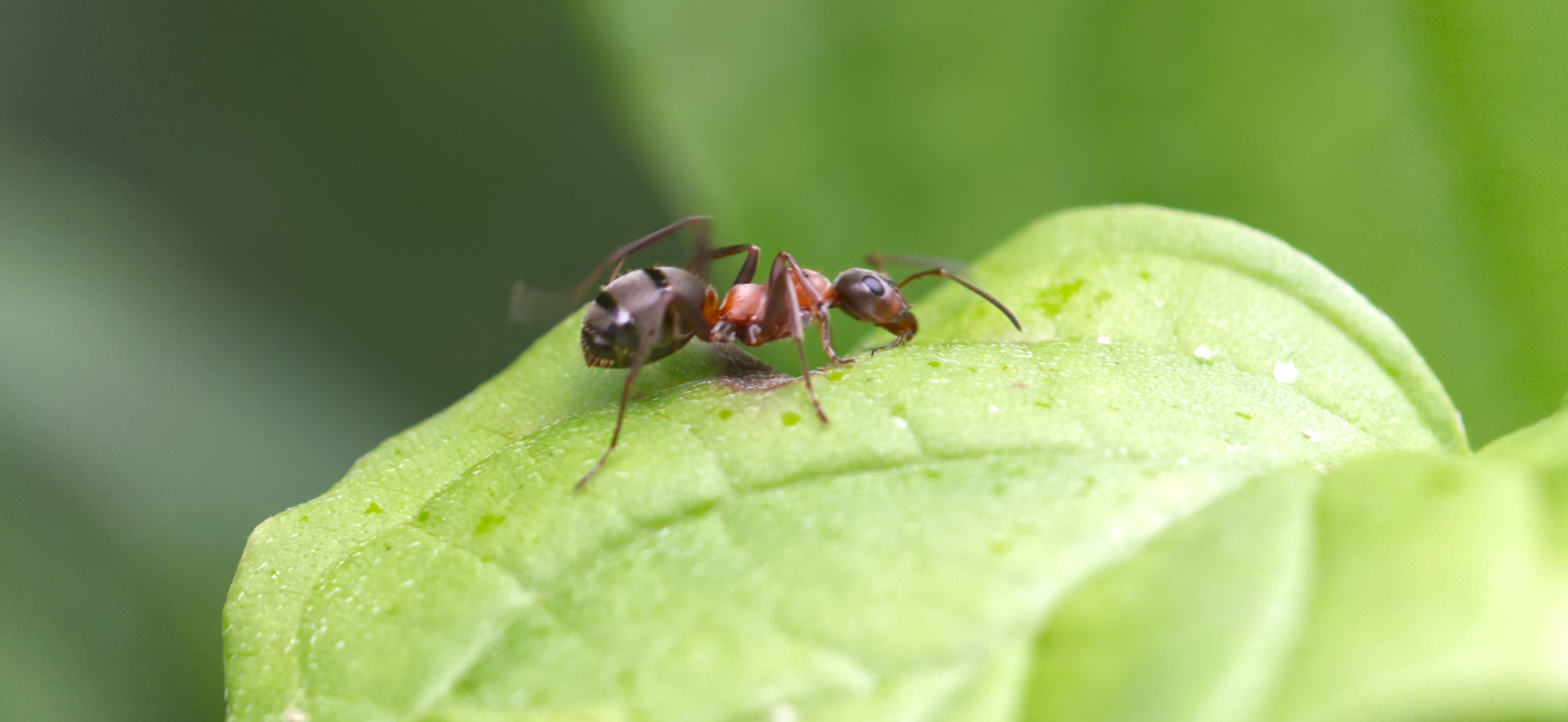 Rote Waldameise (Formica rufa)