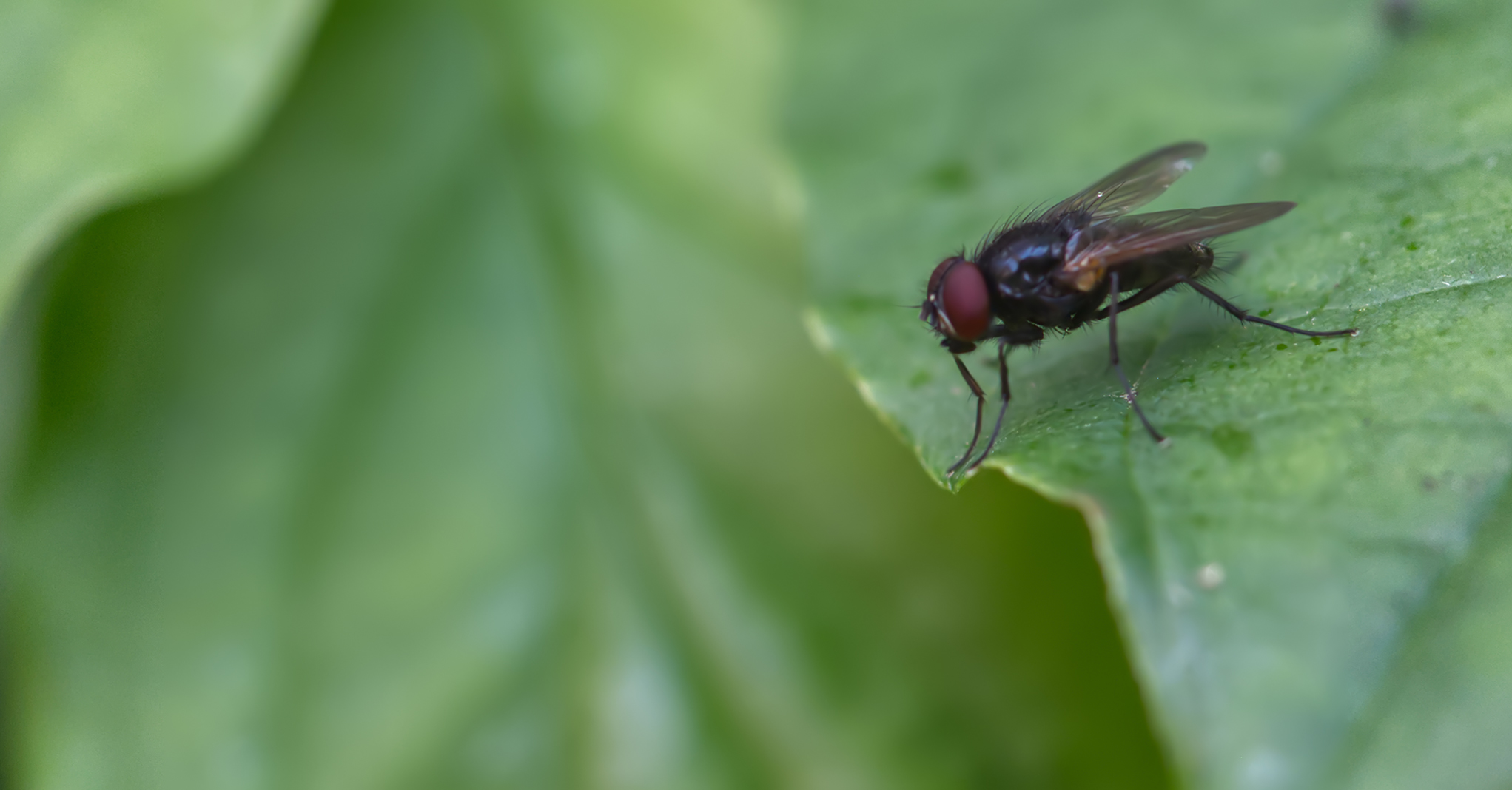 Fanniidae (Fannia manicata)