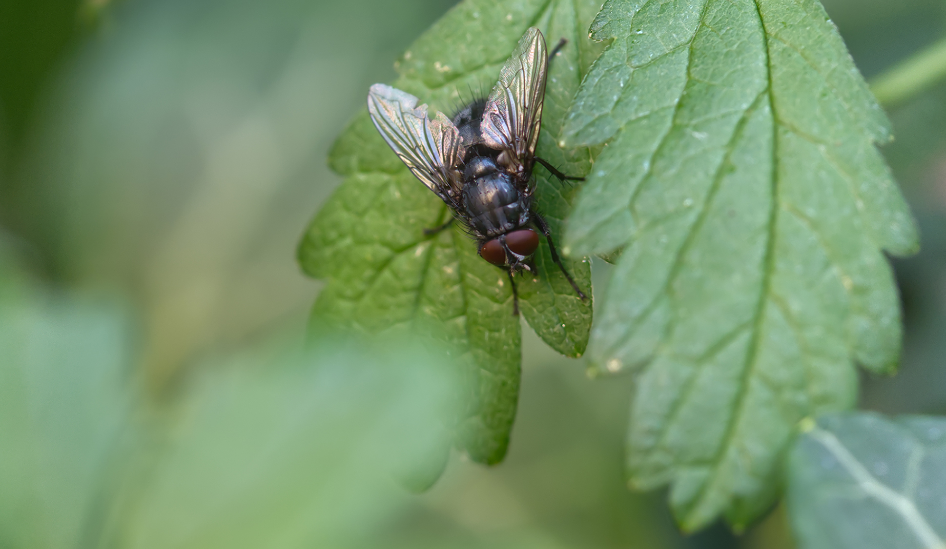 Raupenfliege (Phebellia glauca)