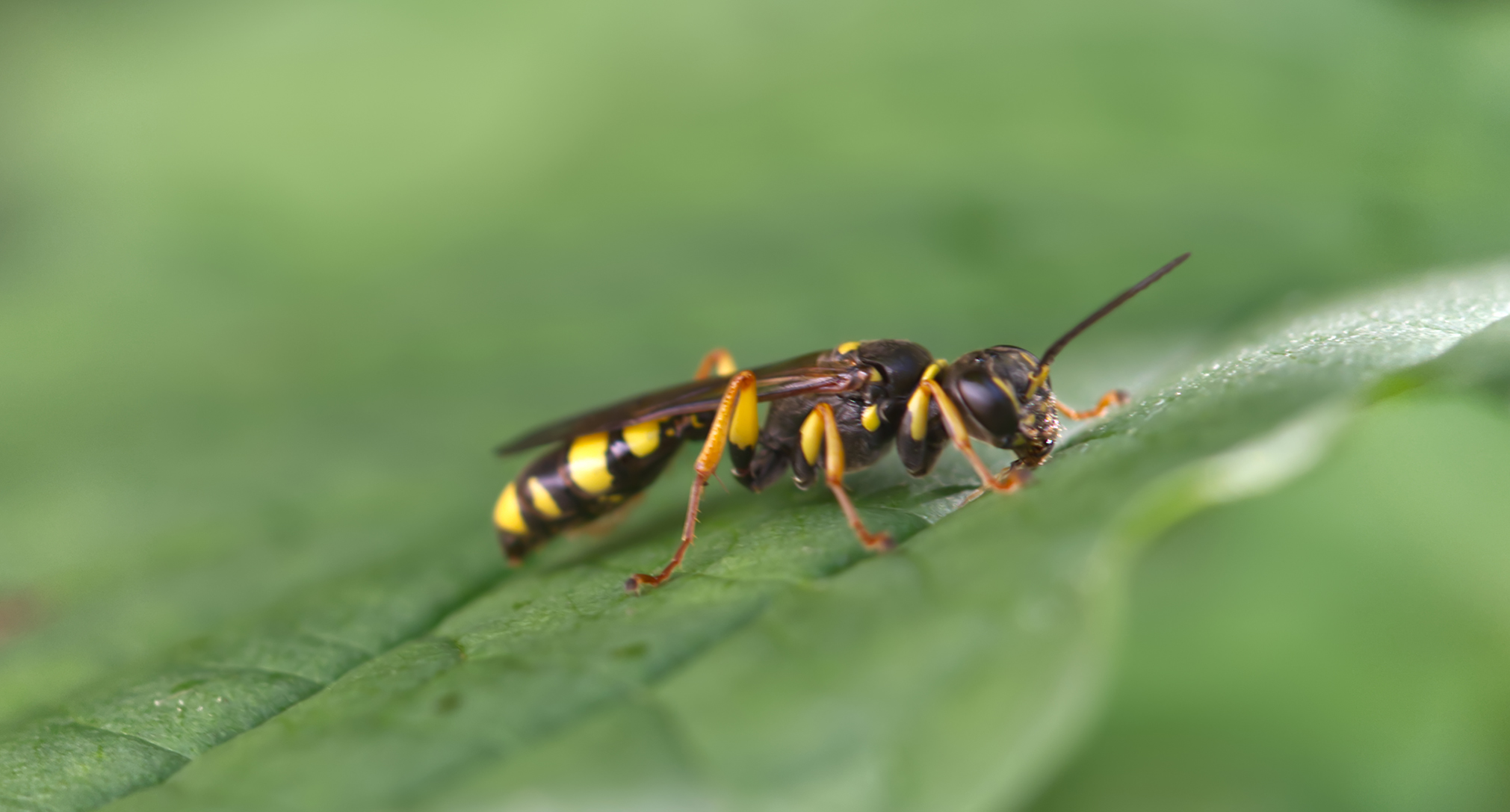 Grabwespe (Mellinus arvensis)